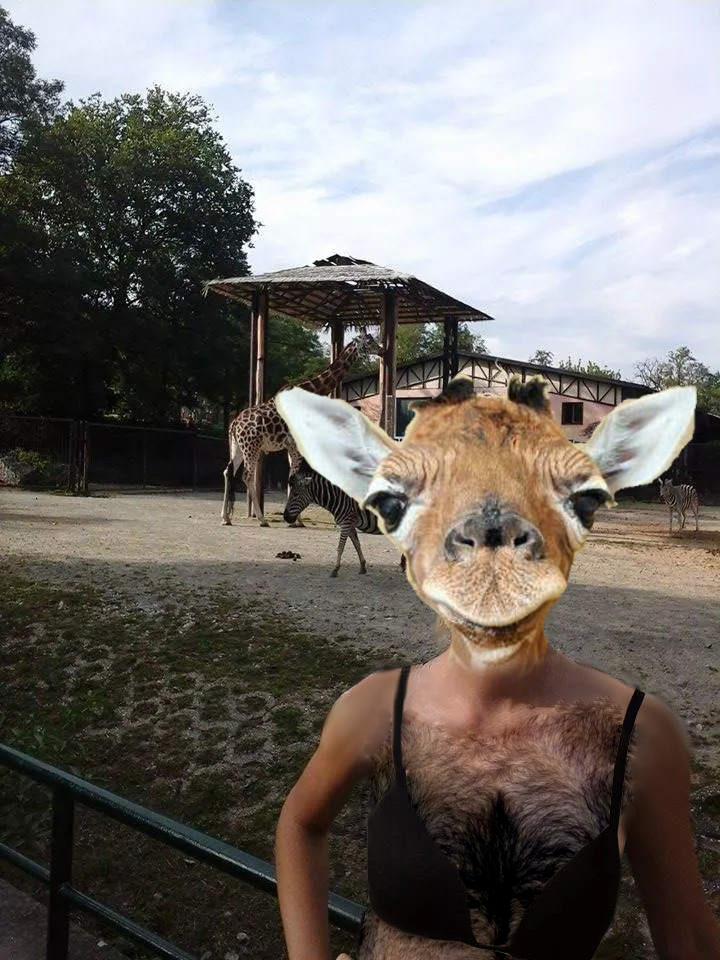 giraffe.jpg giraffe.jpg