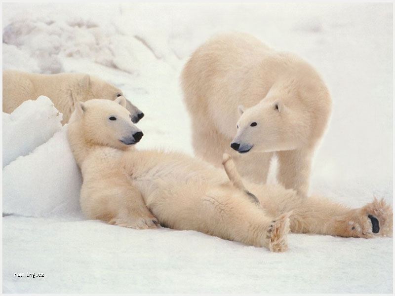 polar-bears.jpg