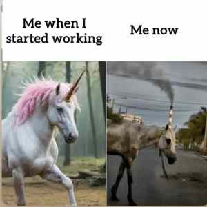 Ostravsky unicorn