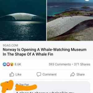 Whale watching
