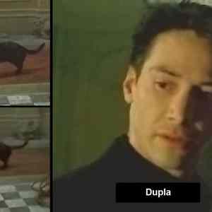 d u p l a