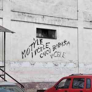 motyle&nbsp;i&nbsp;vcele