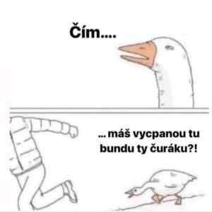 vycpana bunda