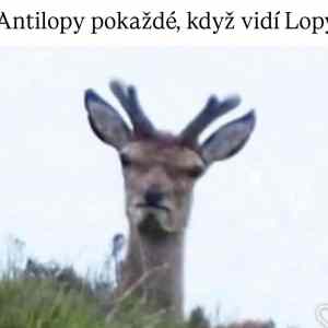 xyz antilopy